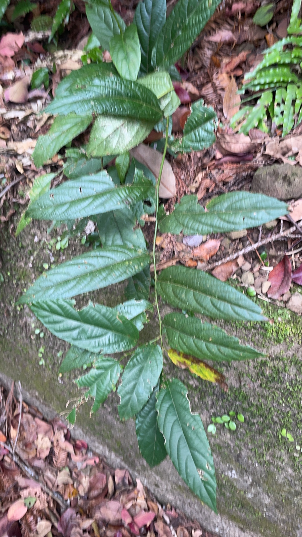 Rubus hamiltonii (Rubus hamiltonii)