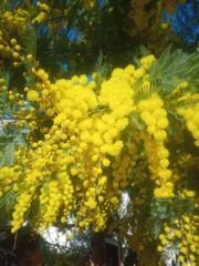 Acacia dealbata dealbata