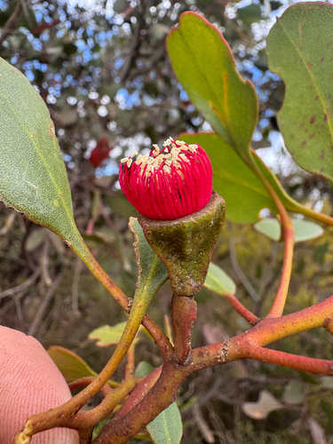 Eucalyptus vesiculosa, photograph 3