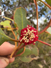 Eucalyptus vesiculosa, photograph (c) Tyler Anthony, some rights reserved (CC BY)