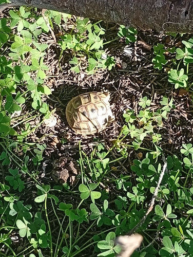 Greek Tortoise