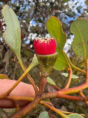 Eucalyptus vesiculosa, photograph (c) Tyler Anthony, some rights reserved (CC BY)