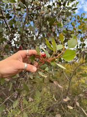 Eucalyptus vesiculosa, photograph (c) Tyler Anthony, some rights reserved (CC BY)