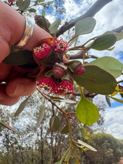 Eucalyptus vesiculosa