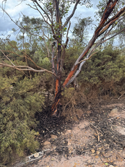Eucalyptus vesiculosa, photograph (c) Tyler Anthony, some rights reserved (CC BY)