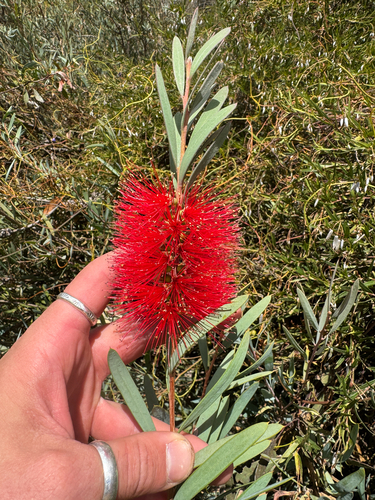 lesser bottlebrush (Melaleuca phoenicea)
