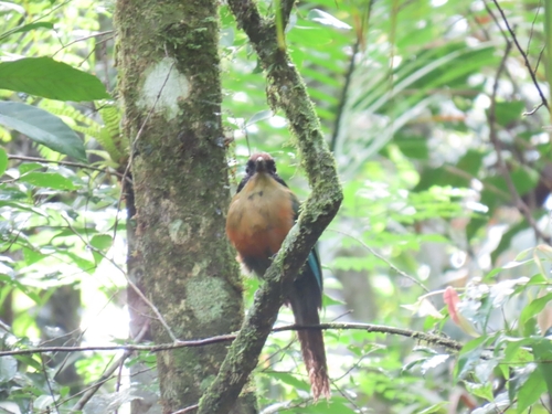 Rufous-capped Motmot (Baryphthengus ruficapillus)