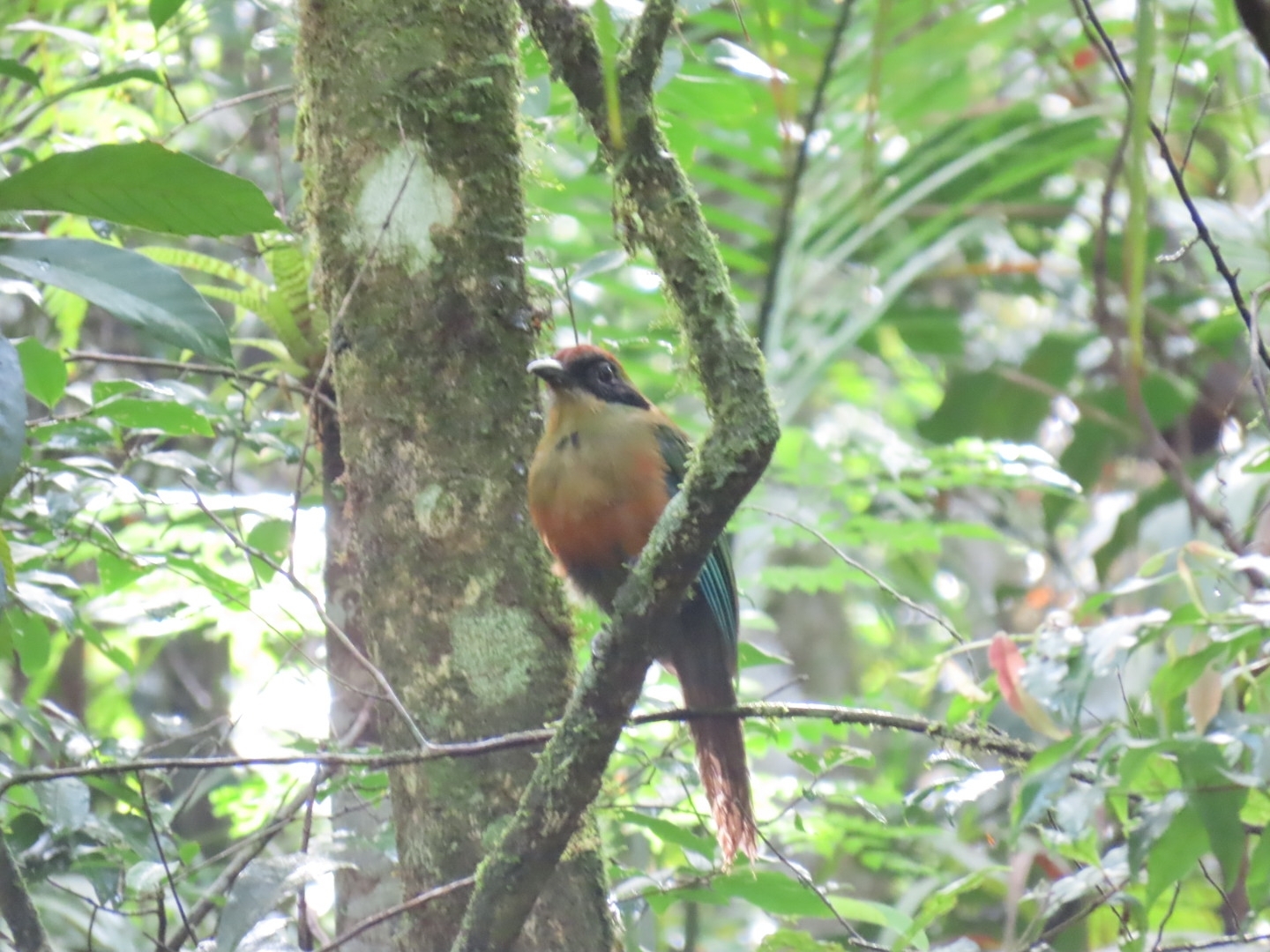 Rufous-capped Motmot (Baryphthengus ruficapillus), photo 2