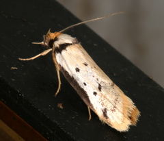 Philobota thiocrossa