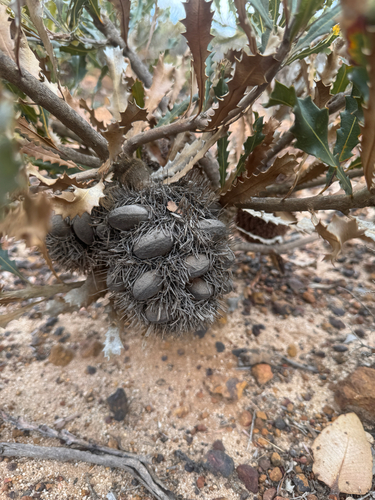 Banksia caleyi, photograph 5