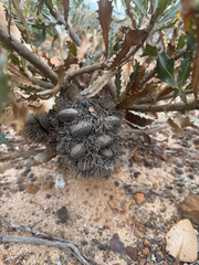 (c) Tyler Anthony, some rights reserved (CC BY) Banksia caleyi, photograph (c) Tyler Anthony, some rights reserved (CC BY)