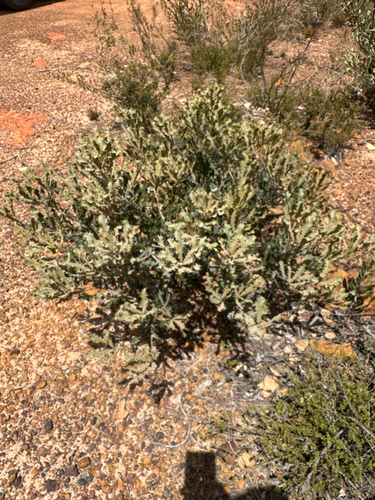 Banksia caleyi, photograph 4