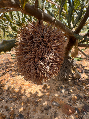 (c) Tyler Anthony, some rights reserved (CC BY) Banksia caleyi, photograph (c) Tyler Anthony, some rights reserved (CC BY)
