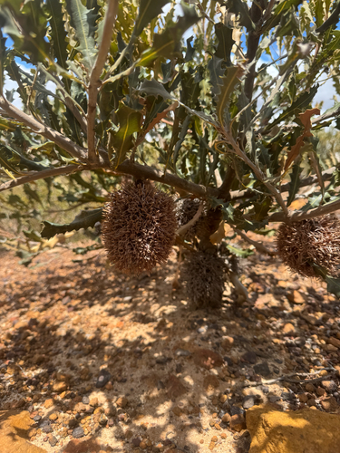 Cayley's Banksia (Banksia caleyi)