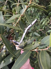 Blepharocalyx salicifolius