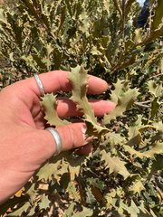 (c) Tyler Anthony, some rights reserved (CC BY) Banksia caleyi, photograph (c) Tyler Anthony, some rights reserved (CC BY)