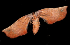 Parepisparis excusata