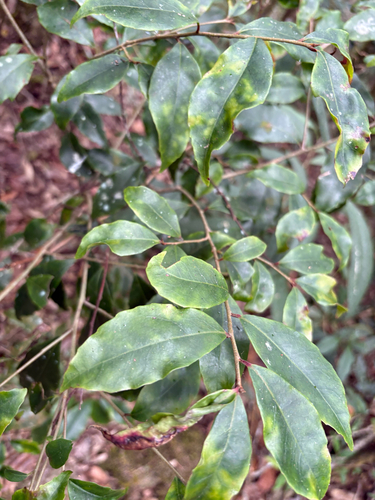 Symplocos sonoharae (Symplocos sonoharae)