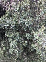 Blepharocalyx salicifolius