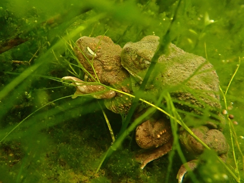 iNaturalist observation photo of Western Spadefoot