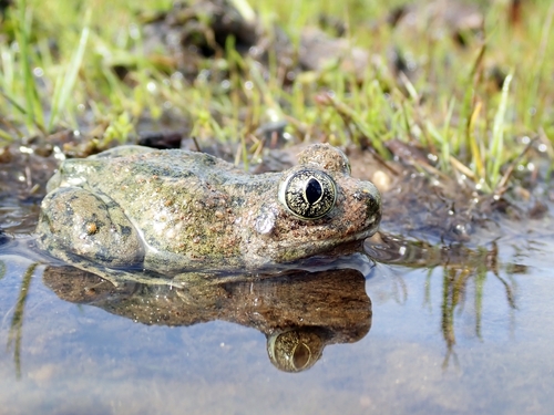 iNaturalist observation photo of Western Spadefoot