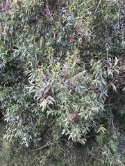 Blepharocalyx salicifolius