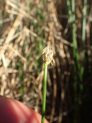 Eleocharis uniglumis
