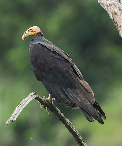 Lesser Yellow-headed Vulture (Cathartes burrovianus), photo 6
