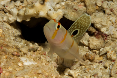 Amblyeleotris randalli