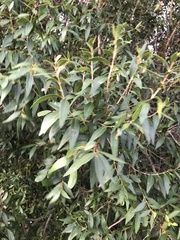 Blepharocalyx salicifolius