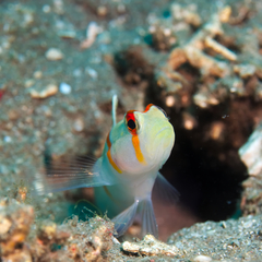 Amblyeleotris randalli