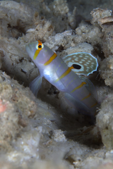 Amblyeleotris randalli