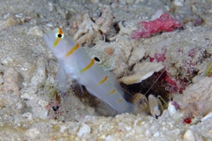 Amblyeleotris randalli