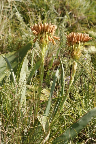 Aloe boylei, photograph 2