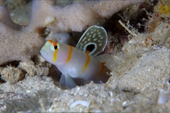 Amblyeleotris randalli