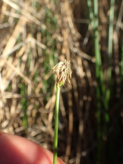Eleocharis uniglumis