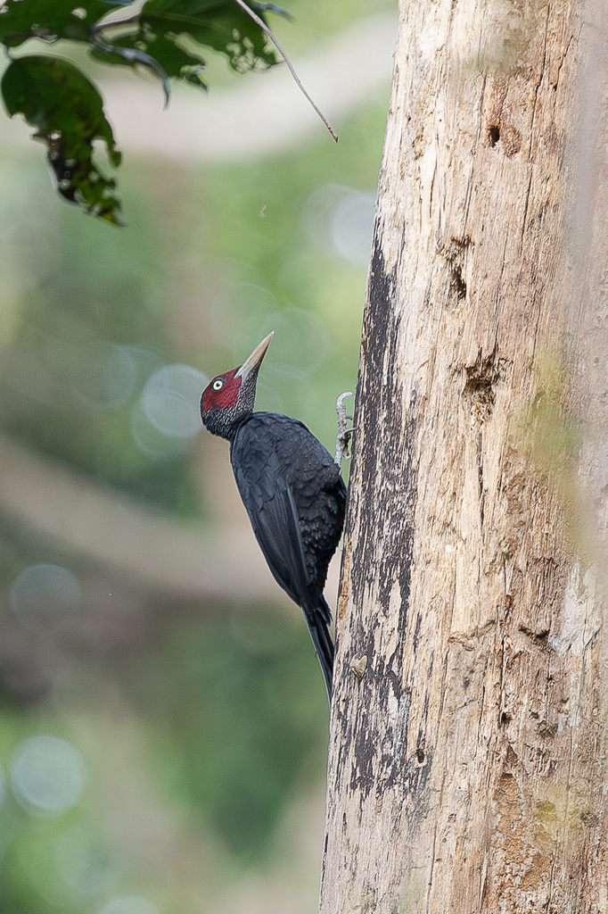 Northern Sooty-Woodpecker (Mulleripicus funebris) photo