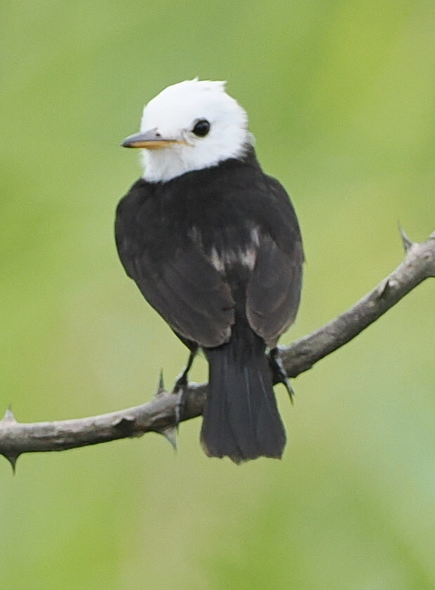 White-headed Marsh Tyrant (Arundinicola leucocephala), photo 1