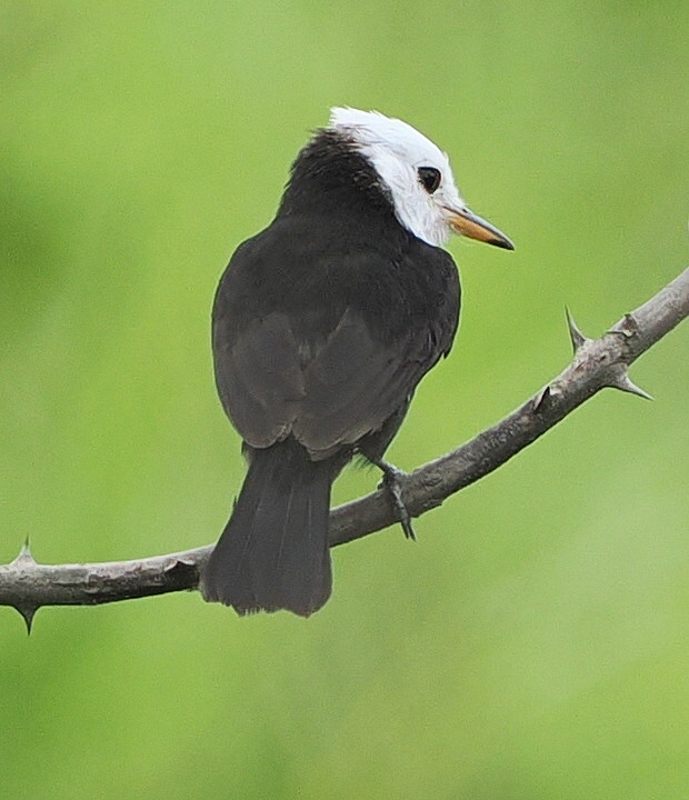 White-headed Marsh Tyrant (Arundinicola leucocephala), photo 2