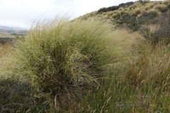 Chionochloa rigida rigida