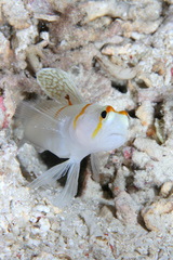 Amblyeleotris randalli