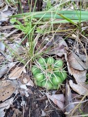 Discocactus catingicola