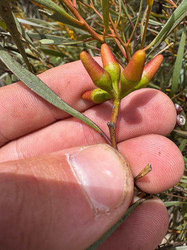Eucalyptus vegrandis