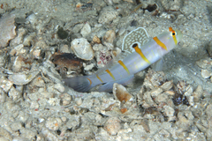 Amblyeleotris randalli