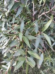 Blepharocalyx salicifolius