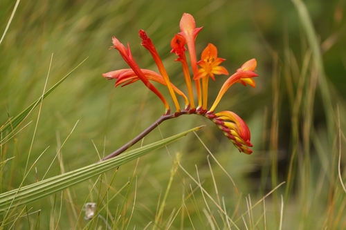 Pears' Montbretia (Crocosmia pearsei)