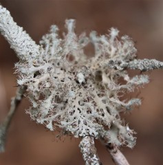 Heterodermia echinata