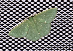 Prasinocyma iosticta