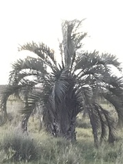 Butia odorata