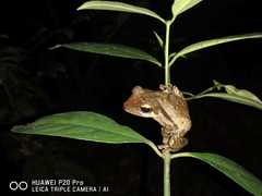 Polypedates macrotis